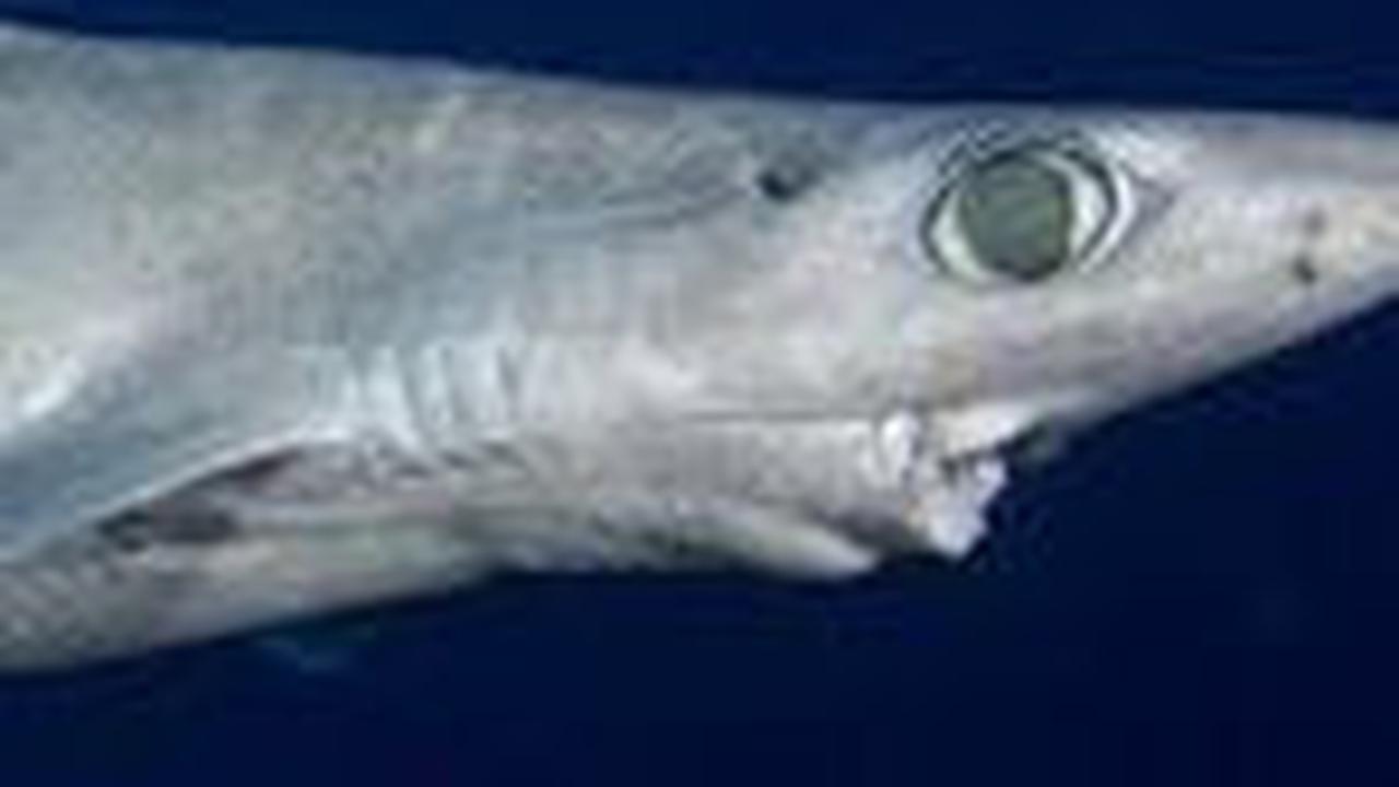 <b>Jenis Hiu Dogfish Portugis</b>
