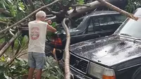 Pohon tumbang akibat hujan deras disertai angin kencang menimpa dua mobil di Jalan Mujair, Depok Jaya, Kota Depok, Jawa Barat. (Foto: Istimewa)