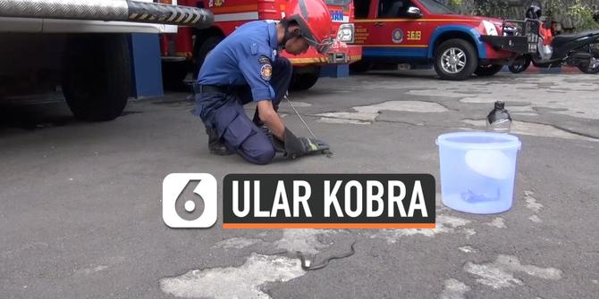 VIDEO: Detik-Detik 18 Ular Kobra Dievakuasi Petugas di Jakarta Barat