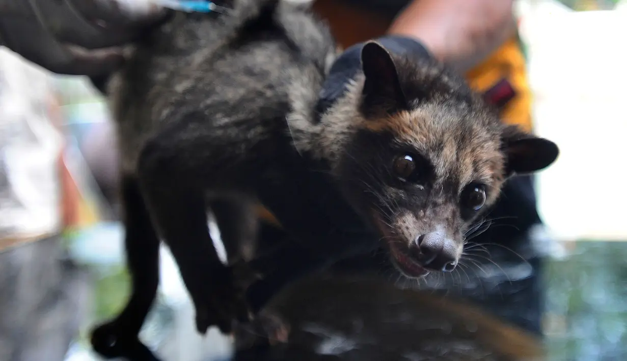 Dokter  hewan menyuntikkan vaksin Neo Rabivet  pada seekor musang pandan saat program Vasinasi Rabies Gratis bagi Hewan Penular Rabies (HPR) di Kantor kelurahan Jati Padang, Jakarta Selatan, Rabu (31/8/20222).  Program vaksinasi gratis  yang diadakan oleh Suku Dinas Ketahanan Pangan Kelautan dan Pertanian Kota Jakarta Selatan ini bertujuan mencegah penyebaran rabies sekaligus memberikan perlindungan kepada manusia dari dampak gigitan. (merdeka.com/Arie Basuki)