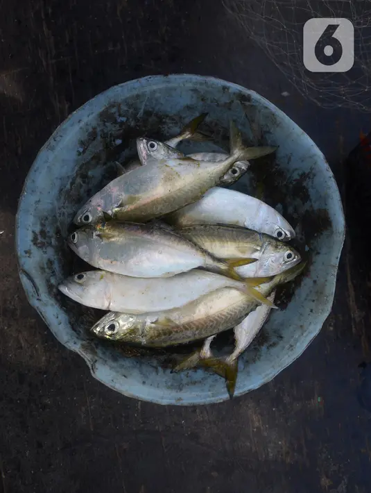 Ikan hasil tangkapan nelayan tradisional di Pelabuhan Cilincing, Jakarta, Selasa (1/3/2022). Sejumlah komoditas ikan laut di pasaran mengalami kenaikan harga hingga 5 persen disebabkan cuaca buruk di laut dalam sepekan terakhir sehingga nelayan berhenti melaut sementara. (merdeka.com/Imam Buhori)