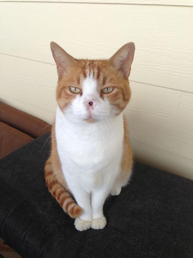 10 Tingkah Menyeramkan Hewan Peliharaan Ini Bikin Kaget Pemiliknya