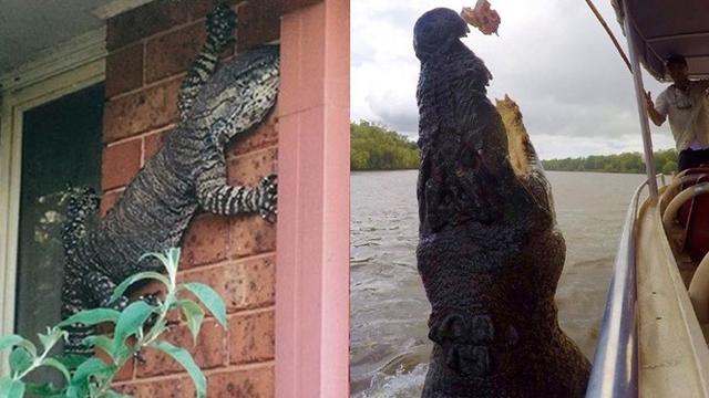 7 Bukti Australia Dihuni Reptil-reptil Mengerikan