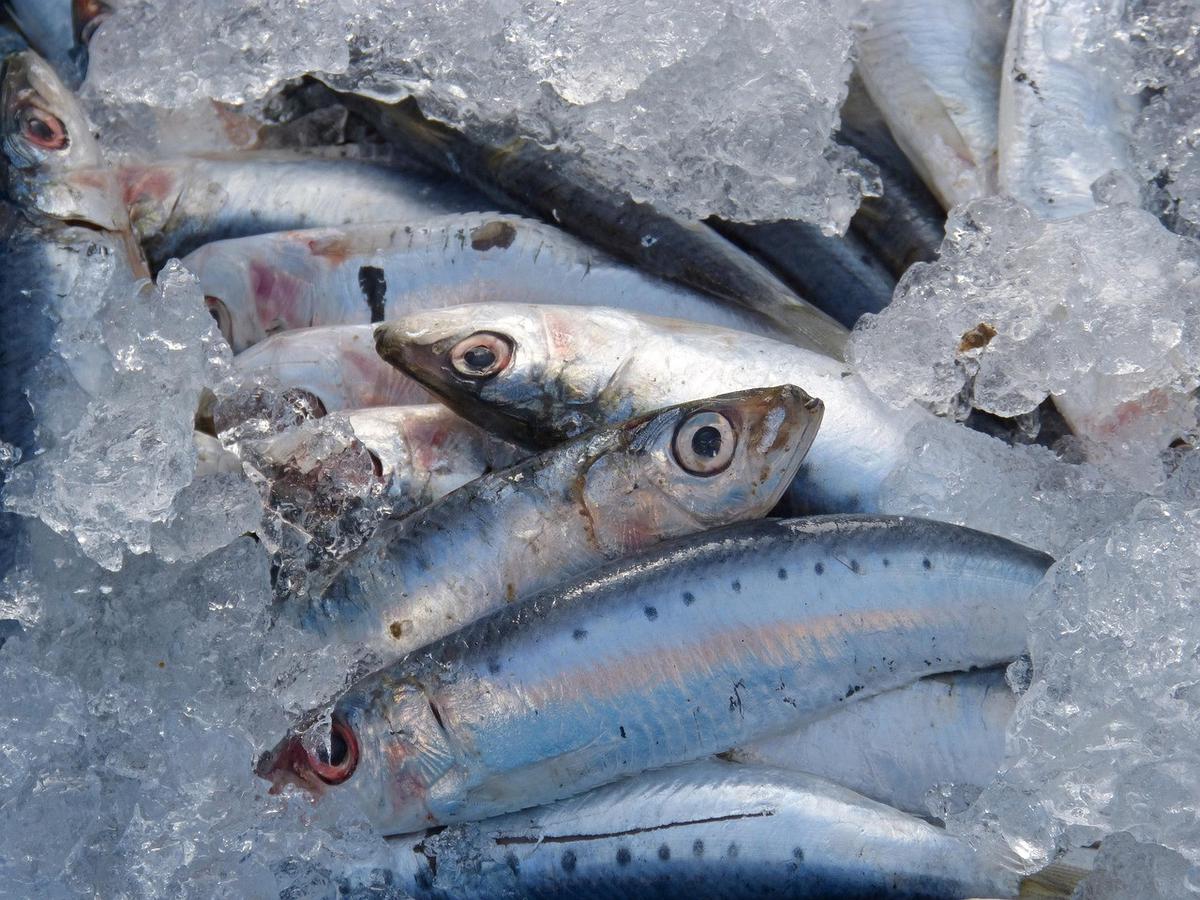 Ilustrasi Ikan Sarden Segar