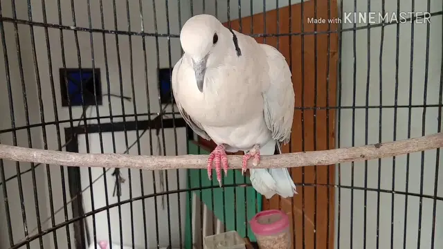 Ternak Burung Skala Kecil di Rumah