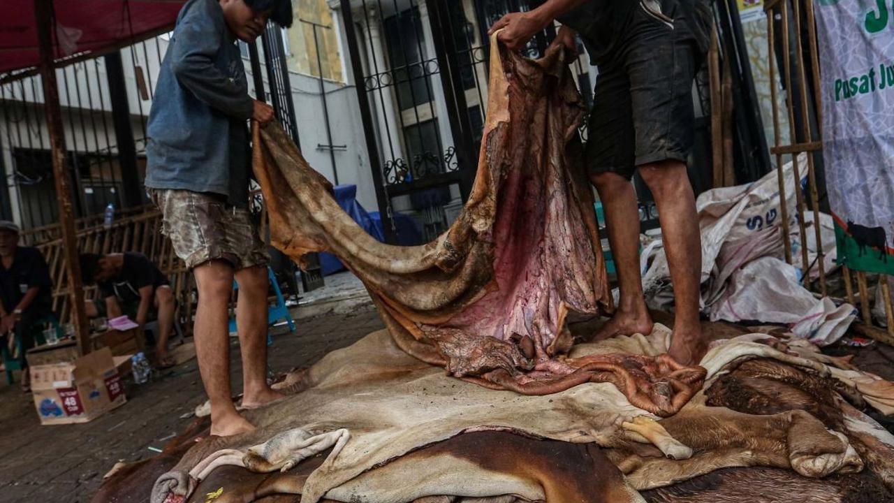 Musim kurban pada Hari Raya Iduladha selalu menjadi momen yang dinantikan oleh umat Muslim. Selain sebagai bentuk ibadah, momen ini juga membawa berkah tersendiri bagi para pengepul kulit hewan kurban di berbagai daerah, termasuk di Tanah Abang. Foto: Lip