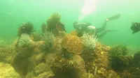 Surga Bawah Laut Kutai Kartanegara Hancur Diduga Digilas Ponton Batu Bara