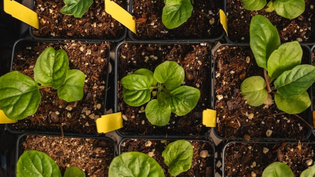 7 Tips agar Tanaman Kangkung Subur dan Cepat Dipanen untuk Musim Hujan
