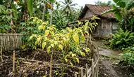 Cara Mengatasi Daun Cabai Menguning agar Tanaman Sehat dan Berbuah Lebat