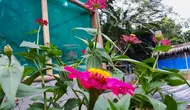 16 Bunga Pembasmi Hama, Tanaman Cantik Disukai Manusia tapi Dibenci Serangga