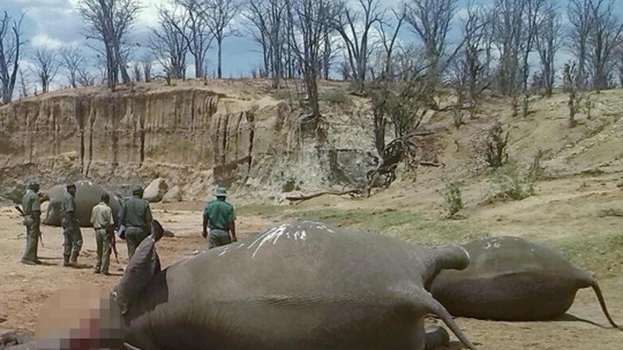 Mengenaskan, puluhan gajah di Zimbabwe ditemukan mati tanpa kepala