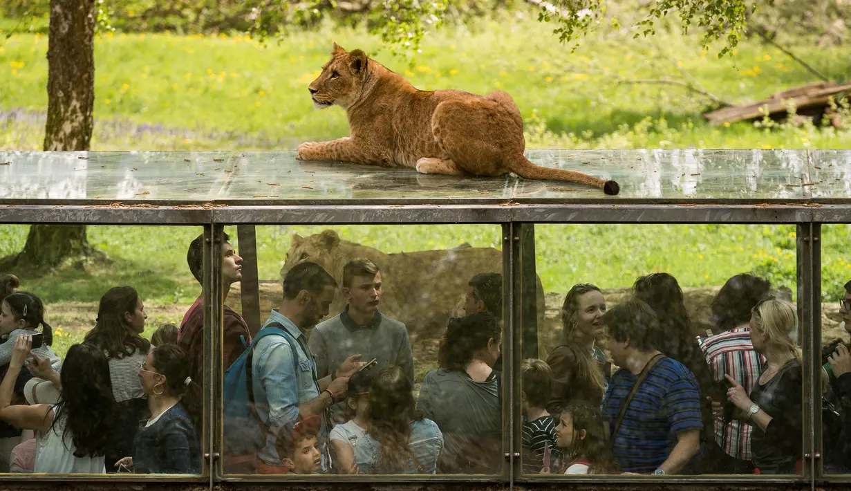 Seekor singa duduk diatas terowongan kaca yang dipenuhi pengunjung di Thoiry Zoo and Park, di Thoiry, Prancis (23/4). (AFP Photo/Lionel Bonaventure)