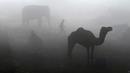 Seorang pria India berjalan melewati unta dan gajah di bawah jembatan pada saat kabut pagi menyelimuti di New Delhi (08/12/2016). (AFP PHOTO/Uang SHARMA)