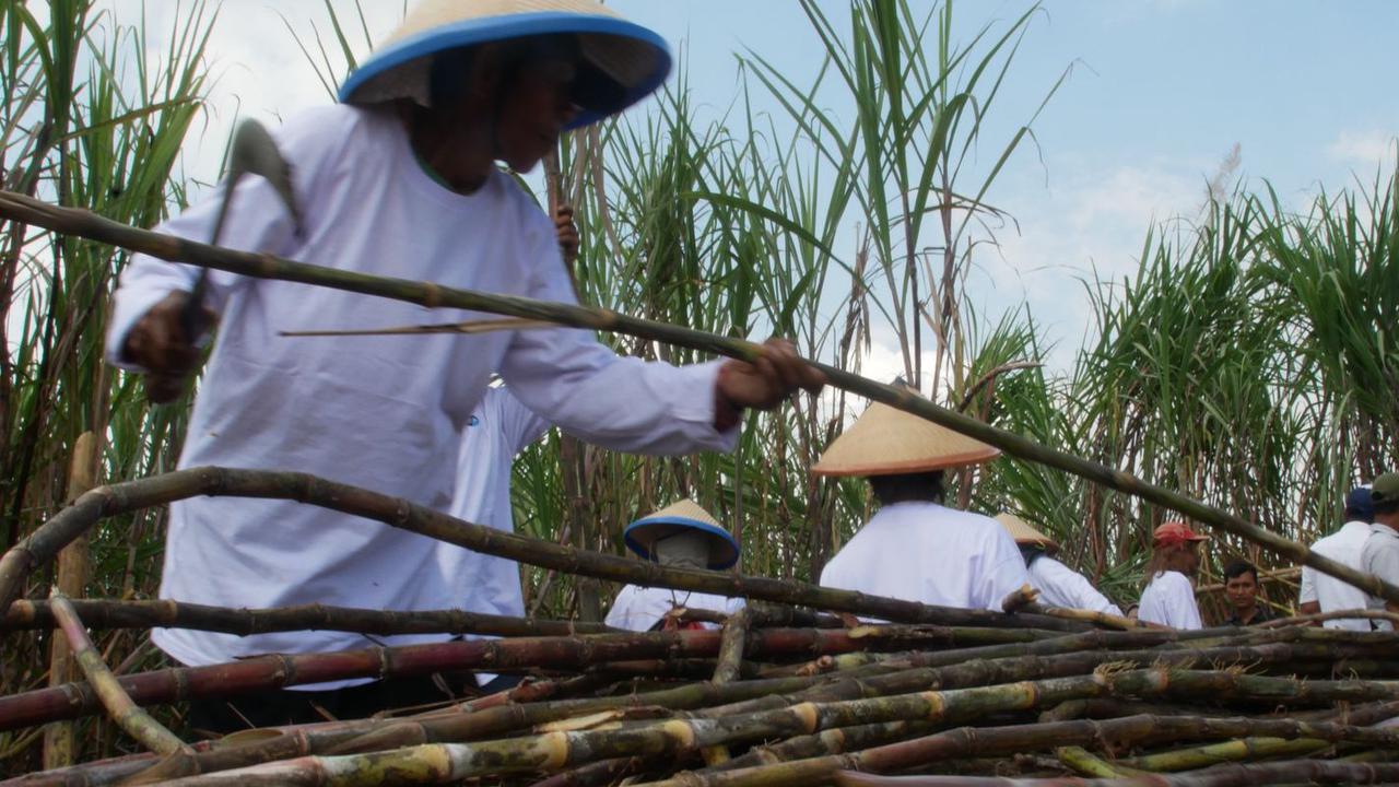 Pemerintah Targetkan Swasembada Gula dalam 5 Tahun, Fokus Tingkatkan Produktivitas Tebu