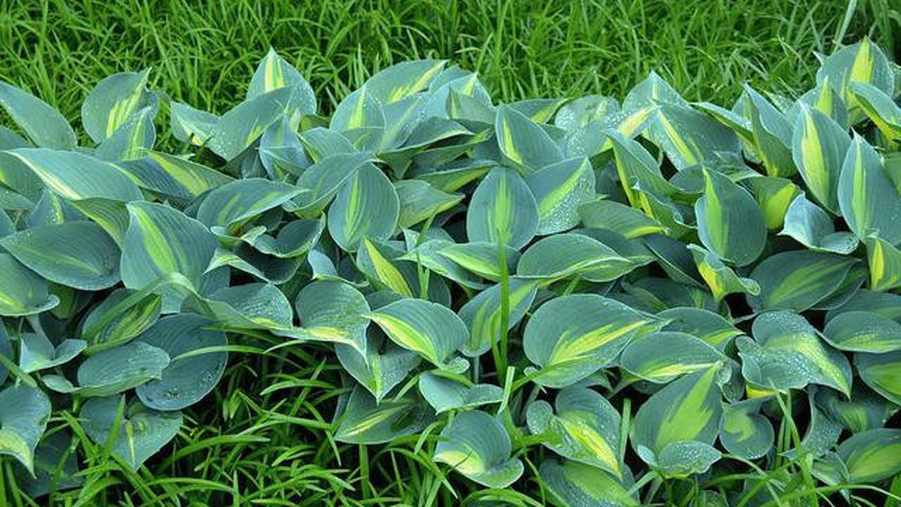 Bentuk tamana hosta.