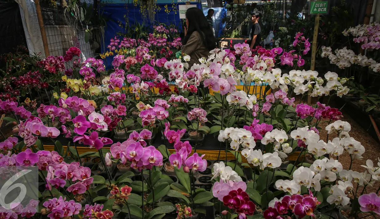 Pengunjung melihat tanaman hias di pameran flora dan fauna, Jakarta, Sabtu (19/9/2015). Pameran yang digelar selama 30 hari menghadirkan 150 stand bursa tanaman hias, tanaman buah, tanaman herbal, dan hewan peliharaan. (Liputan6.com/Faizal Fanani)