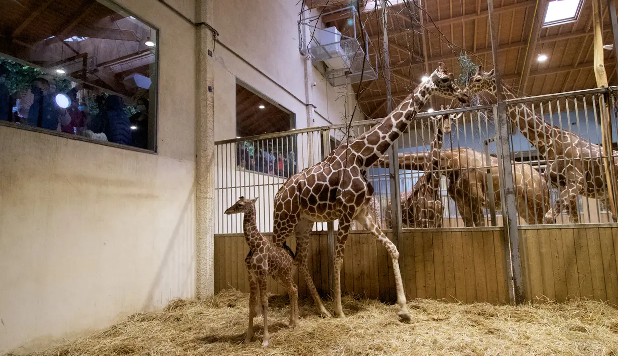Bayi jerapah 'Melman' berdiri di samping ibunya 'Binti' di dalam kandang mereka di Kebun Binatang The Beauval di Saint-Aignan-sur-Cher, Prancis barat, Selasa (13/7/2021). Melman yang lahir pada 11 Juli lalu sudah memiliki tinggi 170 cm dan berat 55 kilogram. (Guillaume SOUVANT / AFP)