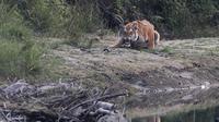 Harimau Benggala Kerajaan terlihat di Taman Nasional Bardiya, Nepal, Rabu (31/3/2021).  Sebelumnya ditetapkan sebagai Suaka Margasatwa Royal Karnali pada tahun 1976, taman Nasional Baridiya juga merupakan salah satu taman nasional terbesar di sabuk Selatan Nepal. (AP Photo/Niranjan Shrestha)