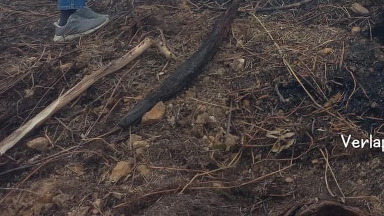 6 Lokasi Karhutla di Sumsel Disegel, 5 di Antaranya Milik Perusahaan