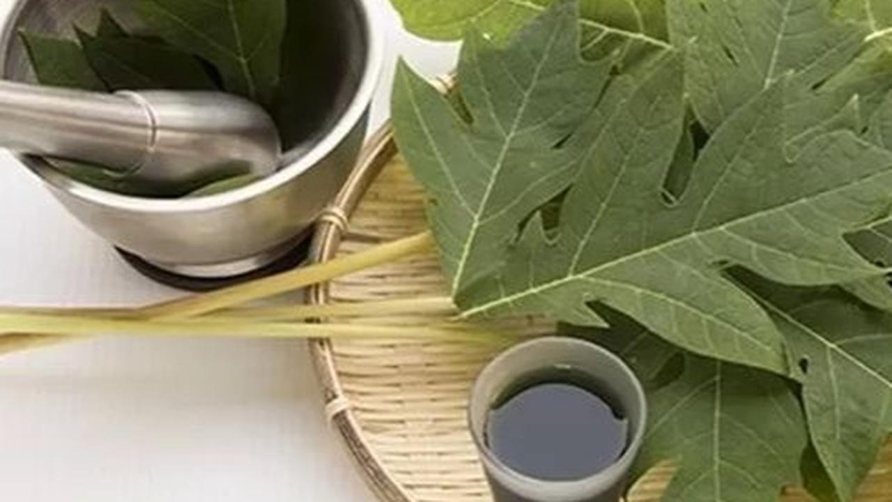 Ilustrasi Jamu Daun Pepaya