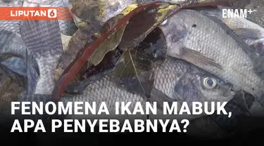 Fenomena Ikan Mabuk Landa Sejumlah Danau di Lumajang