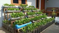 8 Tanaman Daun yang Cepat Panen di Pekarangan Sempit, Bisa Jadi Ladang Cuan Harian