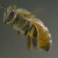 Orang-Orang Ini Menunjukkan Tanda Cinta yang Didapat dari Lebah