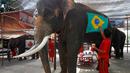 Salah satu pawang terlihat sedang membuat gambar bendera negara penyelenggara Piala Dunia 2014, Brasil di badan gajah di provinsi Ayutthaya, Thailand, (9/6/2014). (REUTERS/Chaiwat Subprasom)