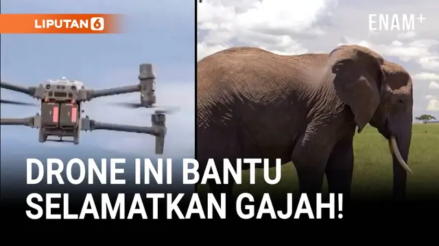 Drone Bantu Selamatkan Gajah, Pelajari Pola Kebiasaan