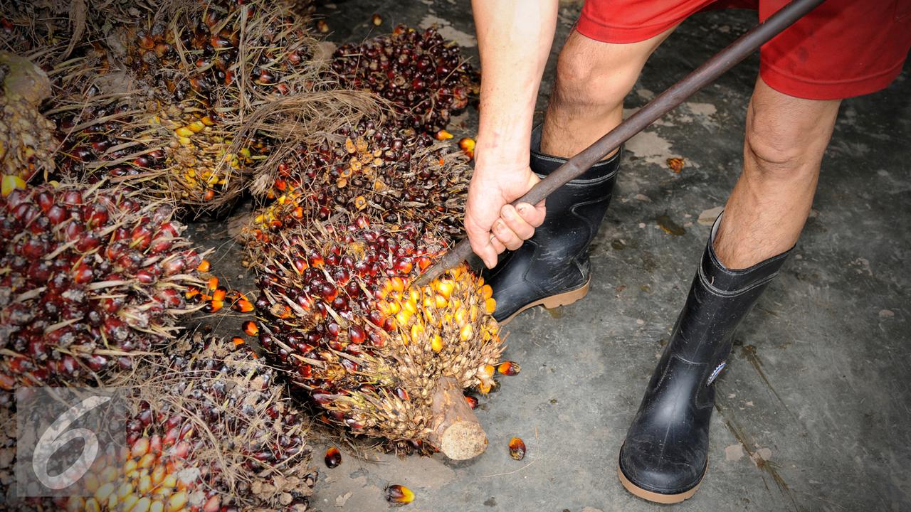 20160308-Ilustrasi-Kelapa-Sawit-iStockphoto