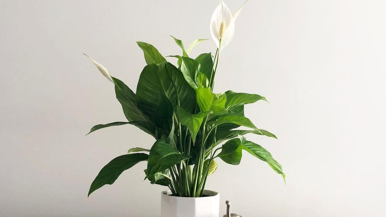 Bunga Peace Lily