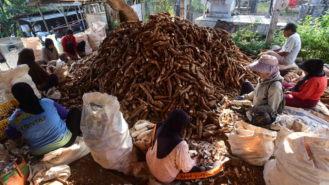 Dari Bogor Singkong Lokal Menembus Pasar Dunia