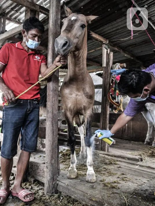 Dokter hewan dari Sudin KPKP Jakarta Timur menyemprotkan cairan penghilang rasa sakit pada kaki kuda yang terluka saat pemeriksaan kesehatan di kawasan Pengarengan, Cakung, Jakarta, Kamis (25/2/2021). Pelayanan kesehatan dilakukan pada kuda wisata atau delman. (merdeka.com/Iqbal S. Nugroho)
