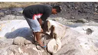 Seekor paus yang diduga paus balin atau paus bungkuk (Megaptera  novaeangliae) terdampar di pantai Liwung Pireng, Desa Kolidetung,  Kecamatan Lela, Kabupaten Sikka, Flores, NTT. Paus yang berukuran panjang  sekitar 18 meter itu mati dan menjadi bangkai.