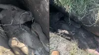 Viral sapi terjepit di selokan sempit dikira mati, ternyata masih hidup. (Sumber: TikTok/nabil_zainudin)