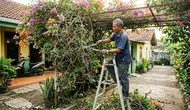 9 Tips Memangkas Bougenville agar Rambatannya Tidak Kusut dan Bertumpuk