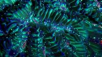 Potret Coral City Flourotour. (dok. YouTube Coral Morphologic/https://www.youtube.com/watch?v=UudJ-jqq4lw&t=26s/Natalia Adinda)