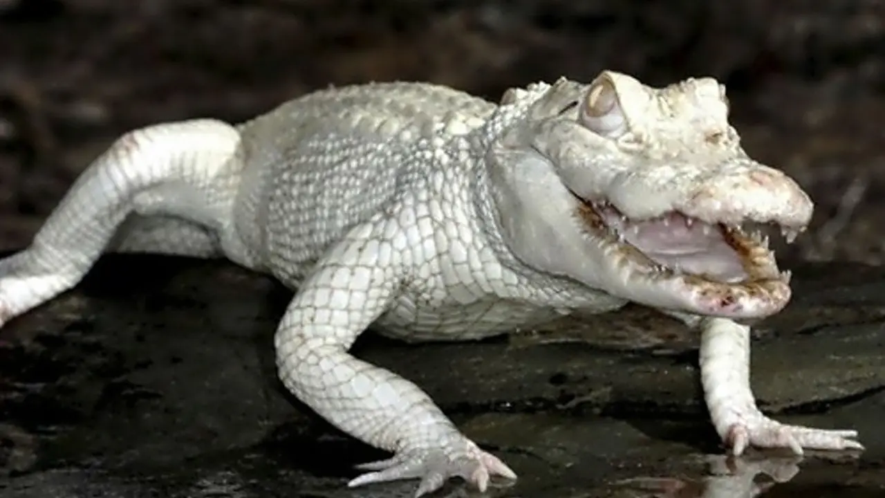 Buaya putih