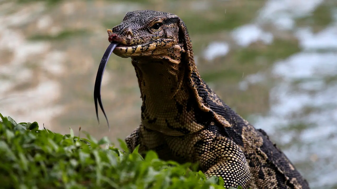 20160920- Pekerja Temukan Biawak Besar di Taman Lumpini-Reuters