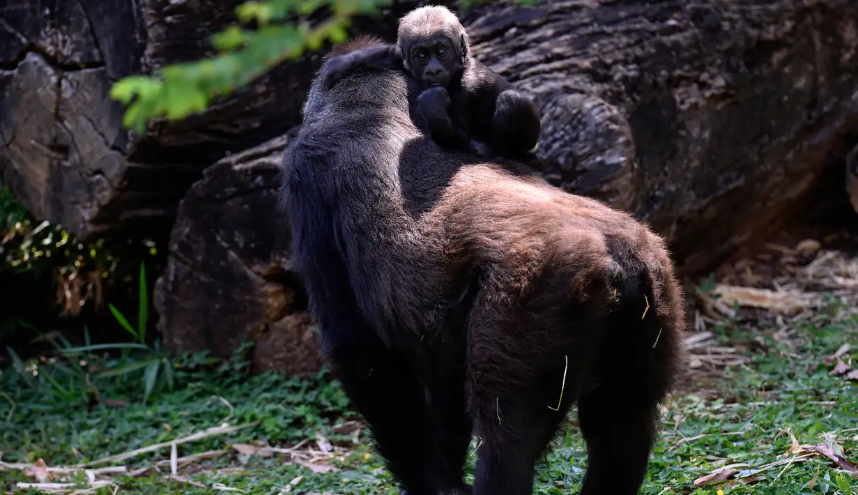 Gorila dataran rendah barat, Lou Lou menggendong anaknya terlihat di Kebun Binatang Belo Horizonte, Brasil pada 14 Oktober 2019. Bayi gorila langka yang lahir  8 Juli 2019 ini merupakan keturunan keempat spesies dataran rendah barat yang sangat terancam punah. (DOUGLAS MAGNO/AFP)