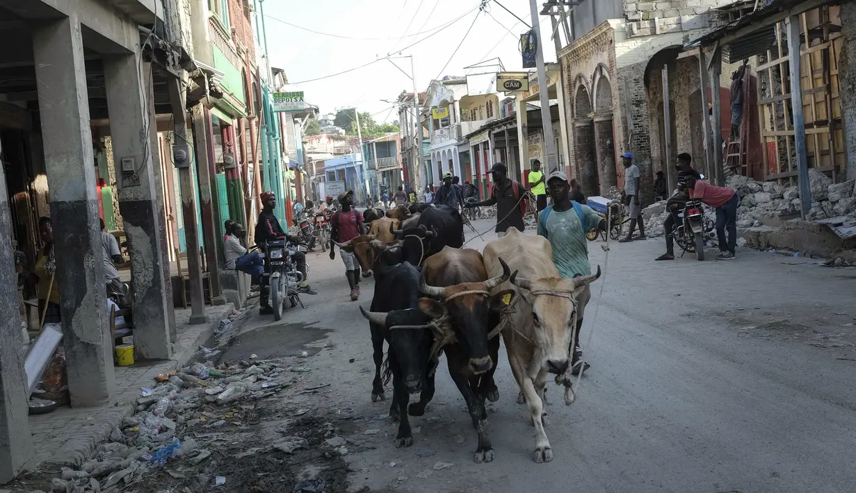Para pria menggembalakan sapi di sepanjang jalan di Jeremie, Haiti, empat hari setelah kota itu diguncang gempa berkekuatan 7,2 pada Rabu (18/8/2021). Korban jiwa akibat gempa bumi dahsyat yang melanda Haiti Sabtu pekan lalu terus bertambah menjadi 1.941 orang.  (AP/Matias Delacroix)