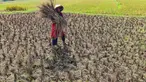 Petani memanen padi di lahan yang mengalami gagal panen di Desa Weninggalih, Kecamatan Jonggol, Kabupaten Bogor, Minggu (5/7/2026). (Merdeka.com/ Arie Basuki)