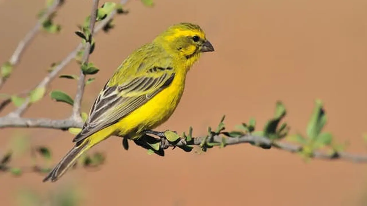 Ilustrasi burung