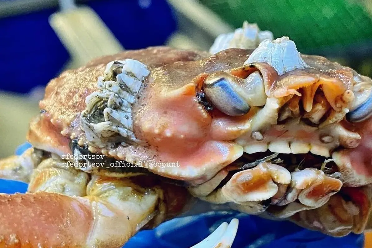 Nelayan Ini Bagikan Potret Makhluk Mengerikan Laut Dalam, Ada Kepiting Bergigi Manusia