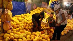 Suasana pedagang musiman timun suri di Pasar Palmerah, Jakarta, Senin (29/5). Selama bulan Ramadan, permintaan timun suri meningkat. (Liputan6.com/Johan Tallo)