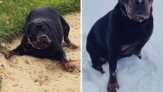 7 Foto Keren Anjing Obesitas Berjuang Turunkan Berat Badan Berlebihnya