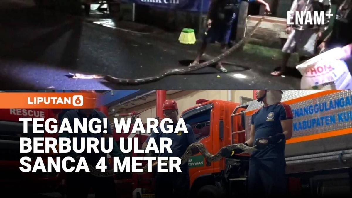 Ular Sanca 4 Meter Resahkan Warga Kulon Progo