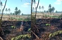 Bakar Lahan untuk Tanam Padi, Petani 80 Tahun Terjebak Api