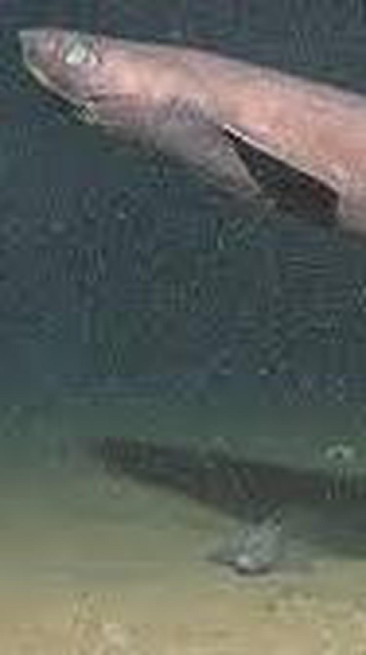 2. Dogfish Portugis<br>
