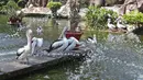 Kawanan Burung Pelikan di Taman Margasatwa Ragunan, Jakarta, Sabtu (1/8/2020). Di masa pandemi corona ini, Ragunan sepi pengunjung di libur panjang Idul Adha 1441 H dibandingkan tahun lalu. (Liputan6.com/Herman Zakharia)